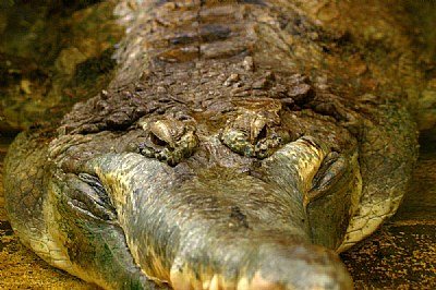 Crocodile