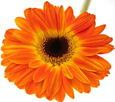 gerbera