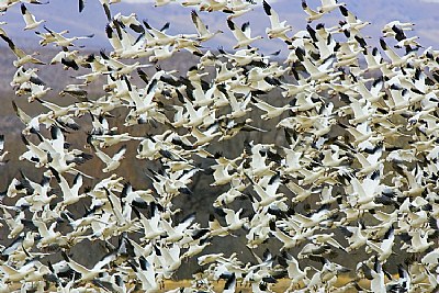 Snow Geese - Bosqué del Apache