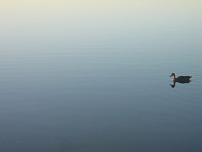 Not a quack in the mirror