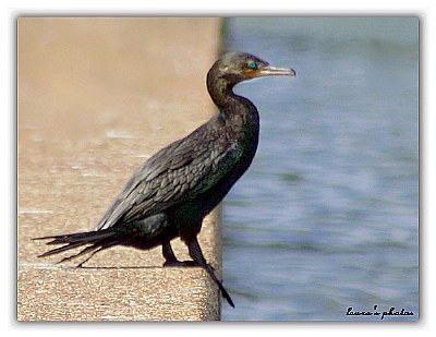 Cormorant