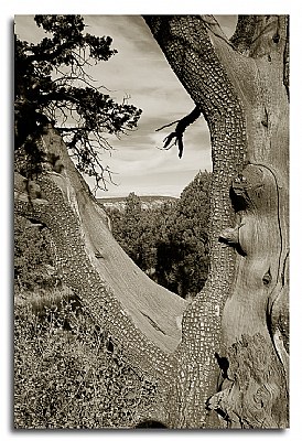 Old Aligator Juniper