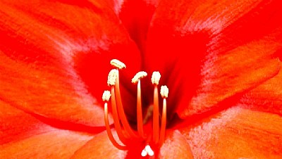 Amaryllis close up