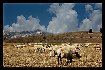 Sheeps And Mountaine-2