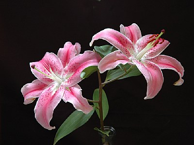 Lilies
