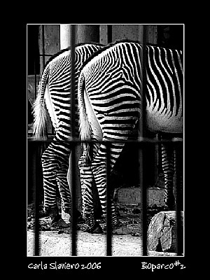 Bioparco #2