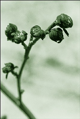 Green buds