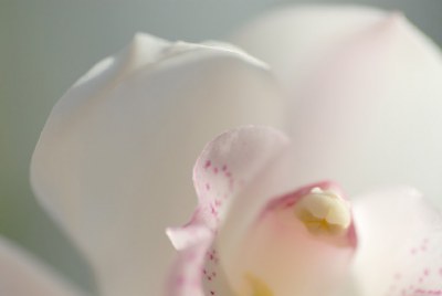 - story of flowers -