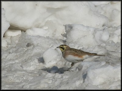 Horned Lark