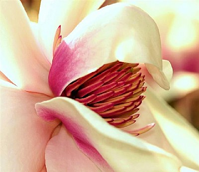 Magnolia  Blush