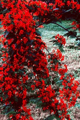 Inflorescence