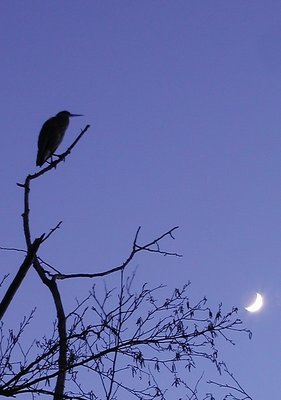 Silhouette