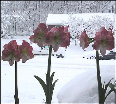 Flowers in the window