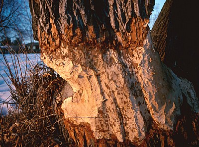 Beaver Marks