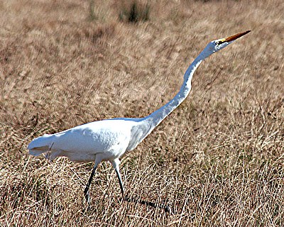 White Heron/Egret