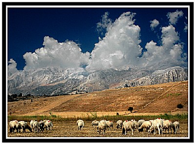 Sheeps and Mountains-3