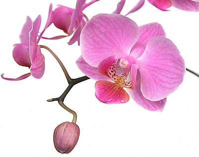 Phalaenopsis Orchids 2