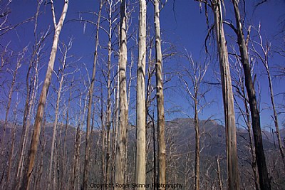 Recovery Wall Of China II