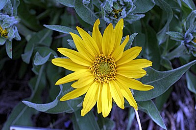 Small Field Flower