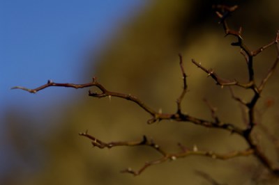 thorny branch