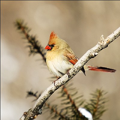 One more female cardinal