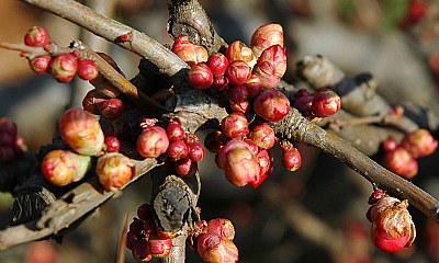 New Buds on Branches