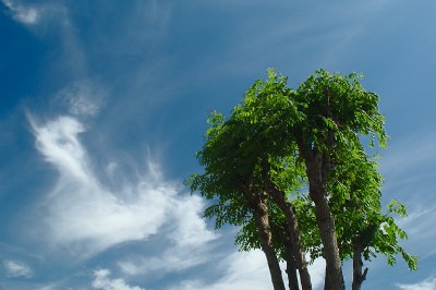 a sky for one tree