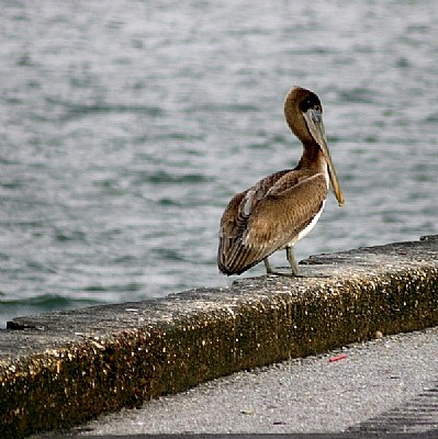 "Louisiana Brown Pelican"