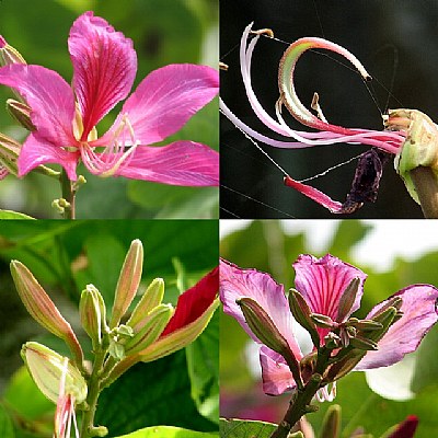 Flower (stages)
