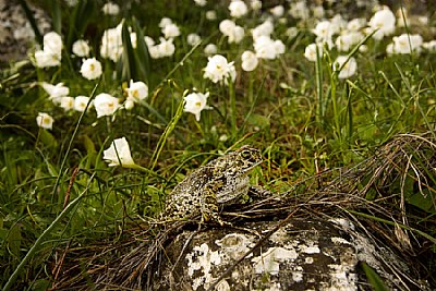 Natterjack