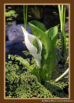 Calla Palustris