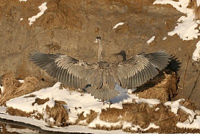 Wingspan