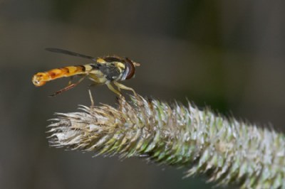 Hoverfly ..