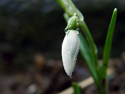 Galanthus nivalis/kardelen
