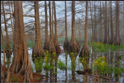 Spring in the Swamp