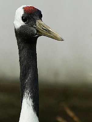 Curious crane