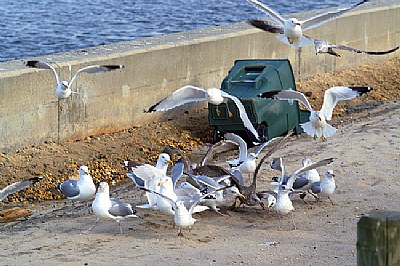 Feeding Frenzy