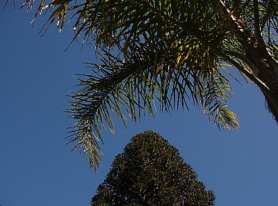 Sky, araucaria & Palm tree