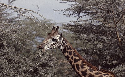 kenya  eating giraffe