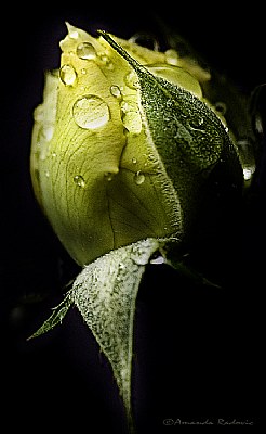 Bud