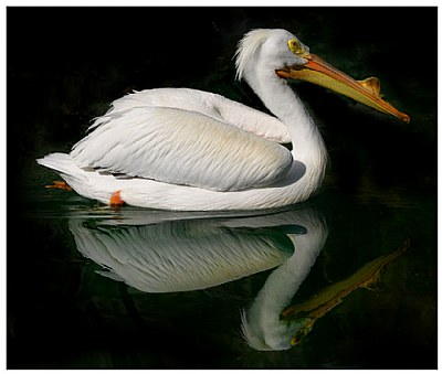 Pelican Reflection
