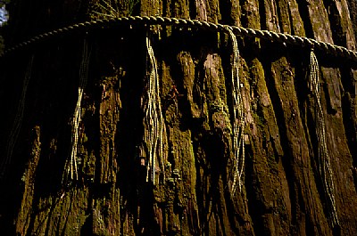 Sacred Tree