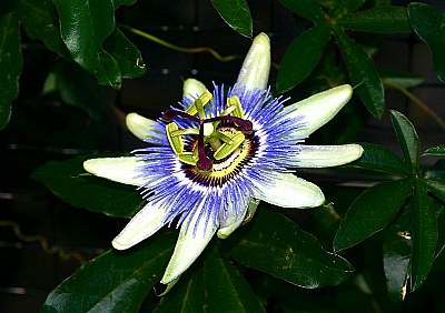 Passiflora Caerulea