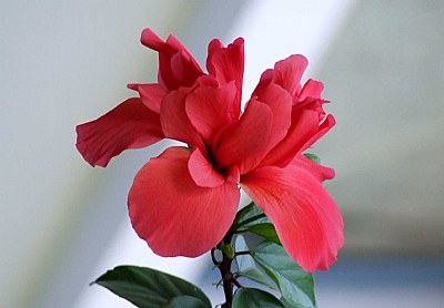 Lady in Red