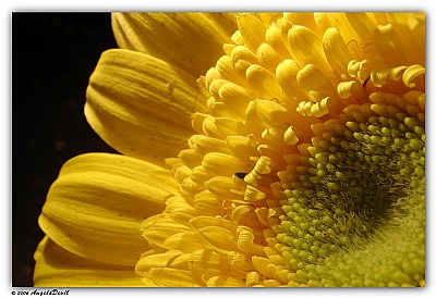 Gerbera