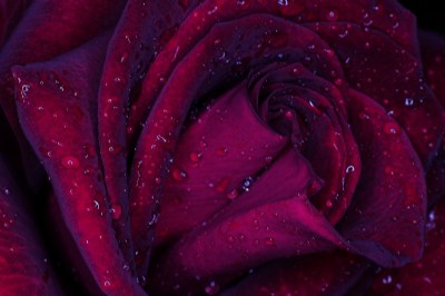 Another Rainy Rose