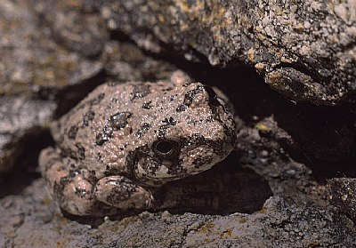 Canyon Tree Frog