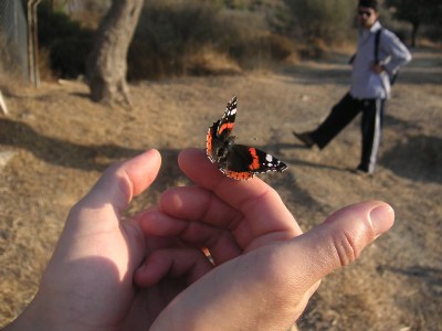 Butterfly