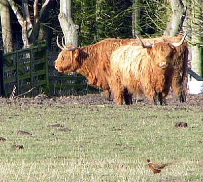 The birds and the... em.. Bulls!