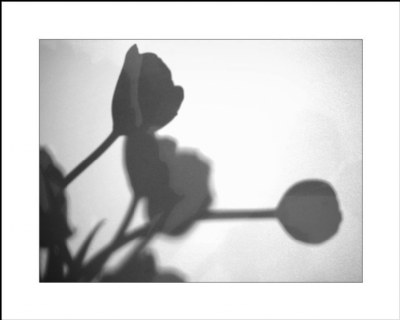 Shadow tulips...